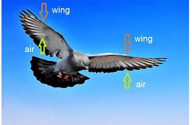 Bird Somalia